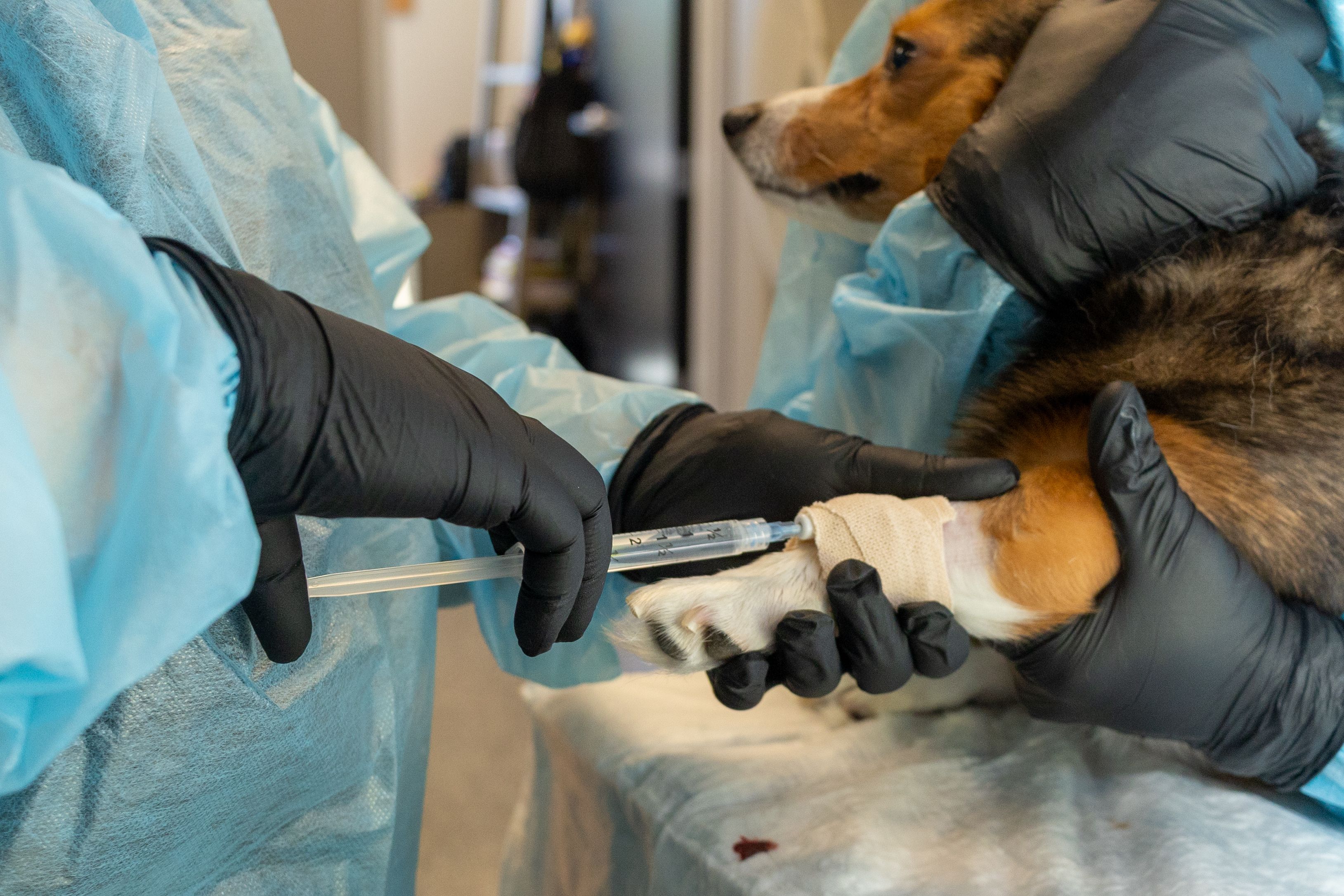 Rehabilitation Protocols After Canine Knee Surgery: Evidence-Based Approaches for Optimal Recovery